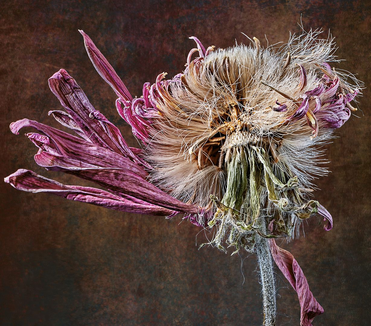 Gerbera Detailansicht