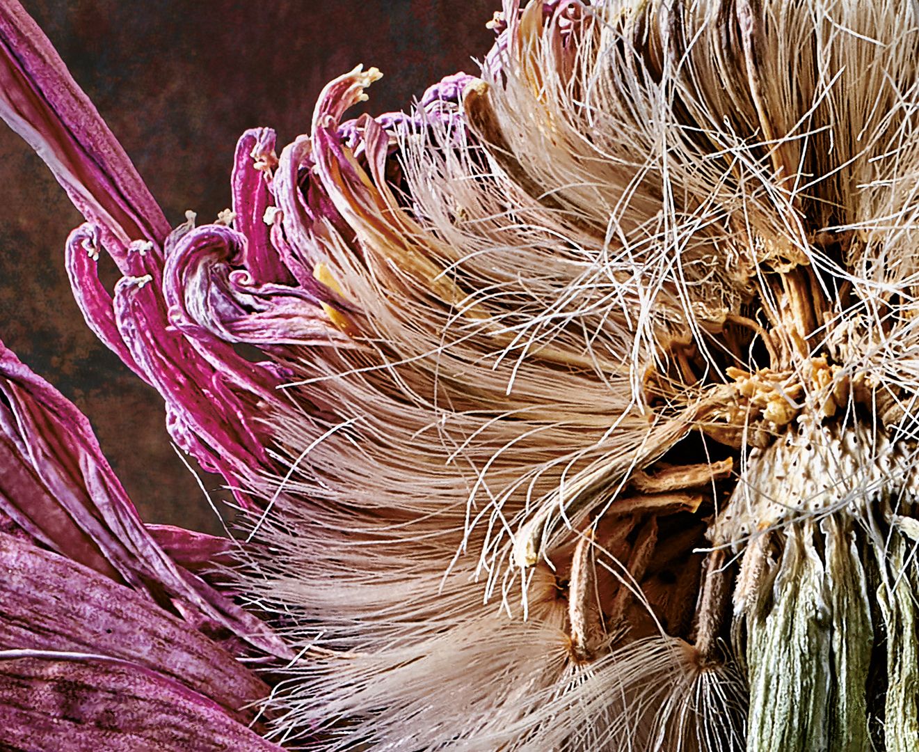 Gerbera Detailansicht