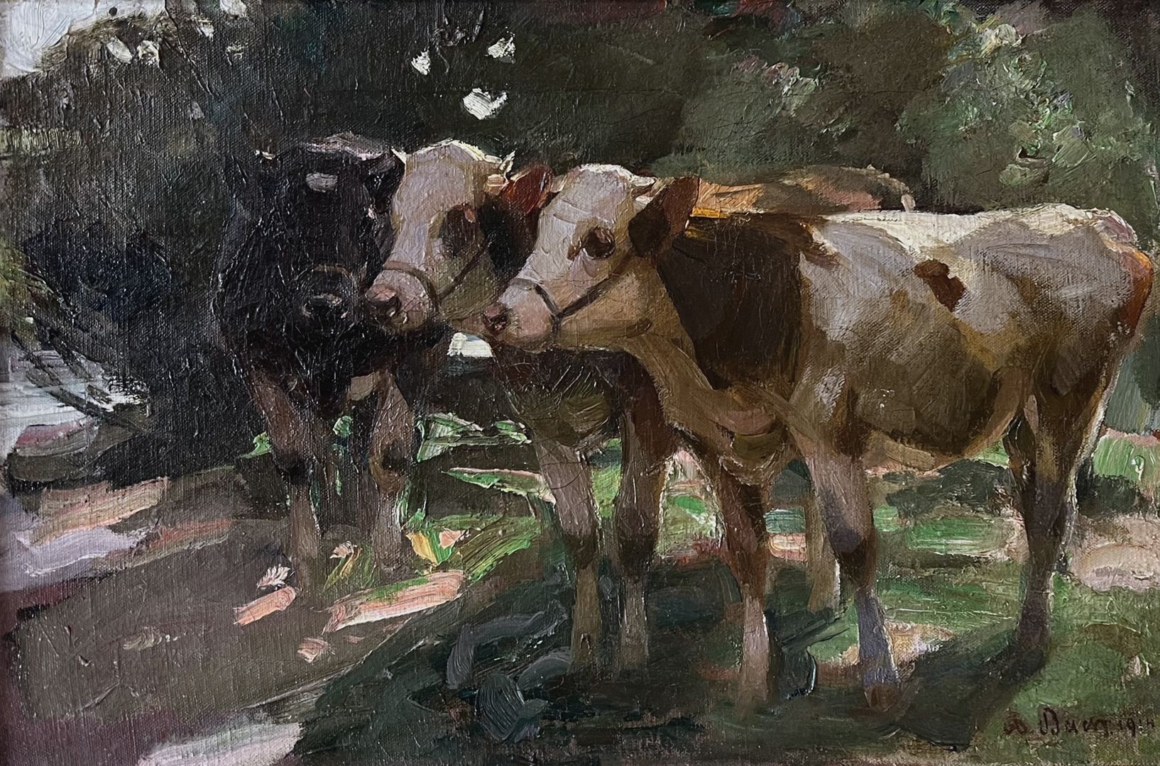 Cows 