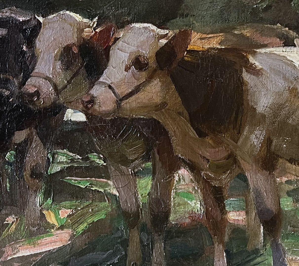 Cows Detailed view