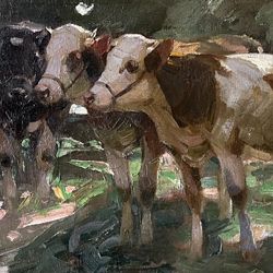 Cows