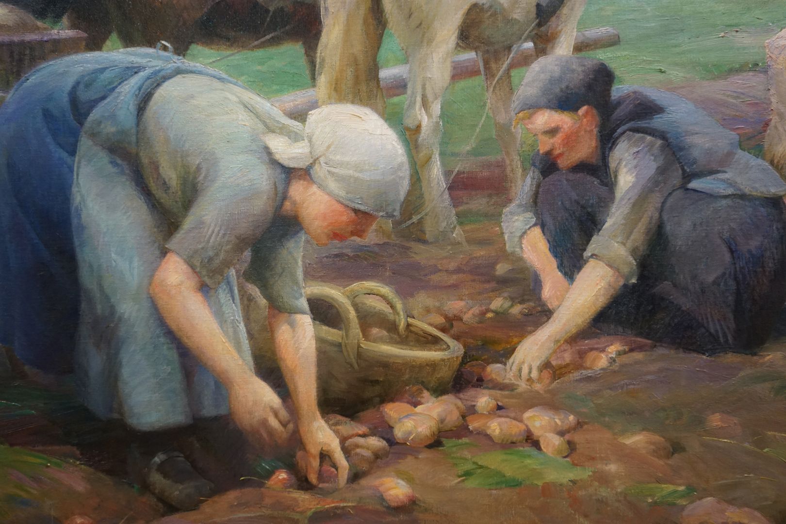 potato harvest Detailed view